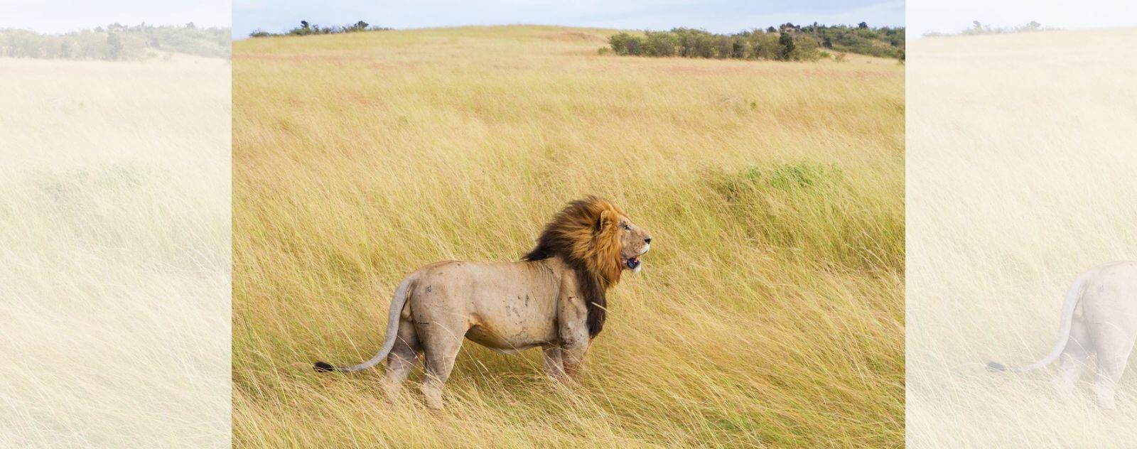 Lion dans la Brousse Africaine au Milieu des Hautes Herbes dans le Vent