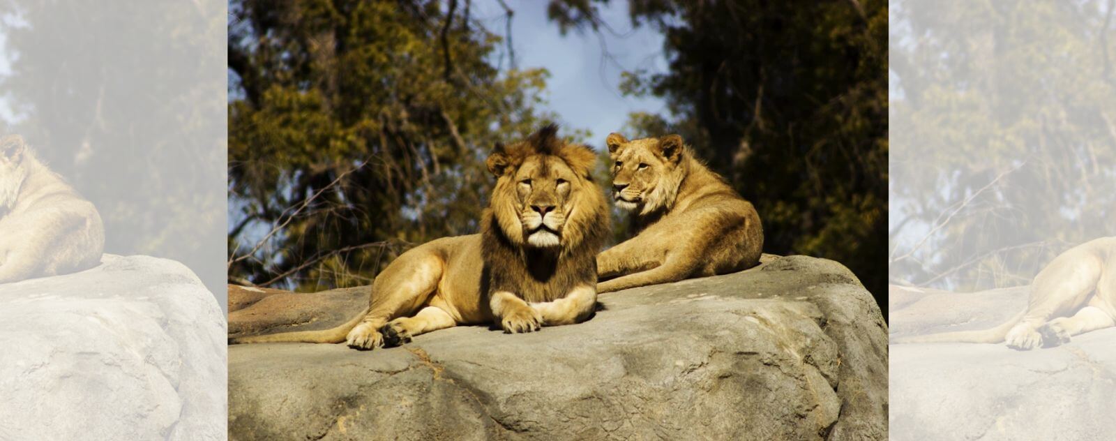 Lion et Lionne à Côté