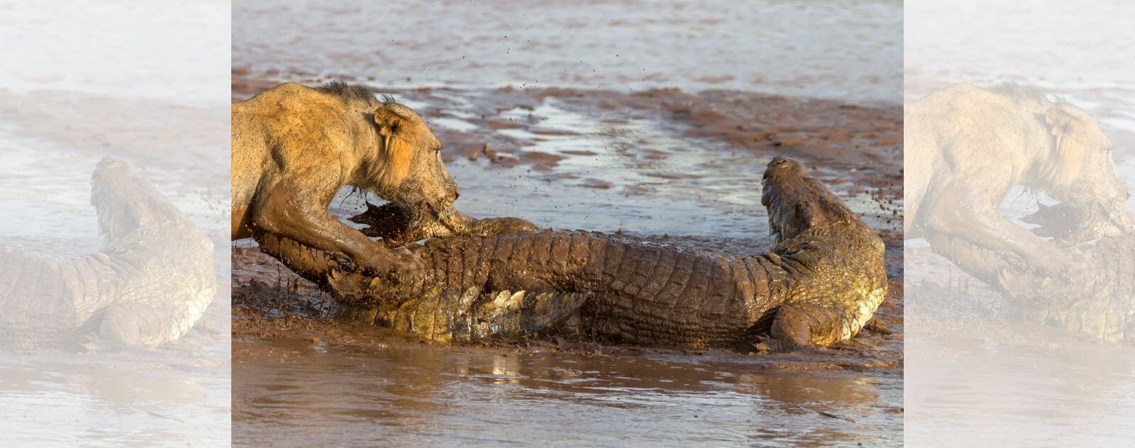 Lion qui Chasse un Crocodile dans une Rivière