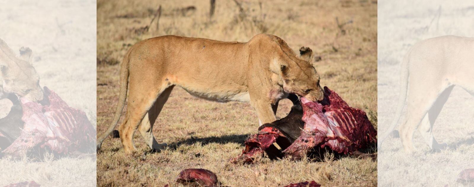 Lionne qui Mange une Carcasse de Viande