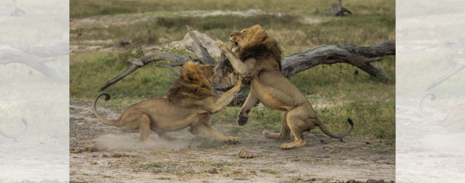 Lions qui se Battent pour avoir une Fierté