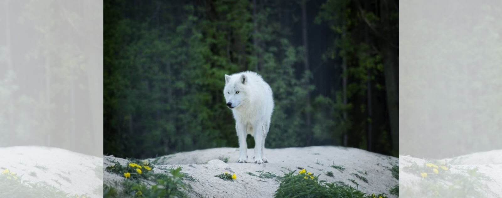 Loup avec une Fourrure Blanche