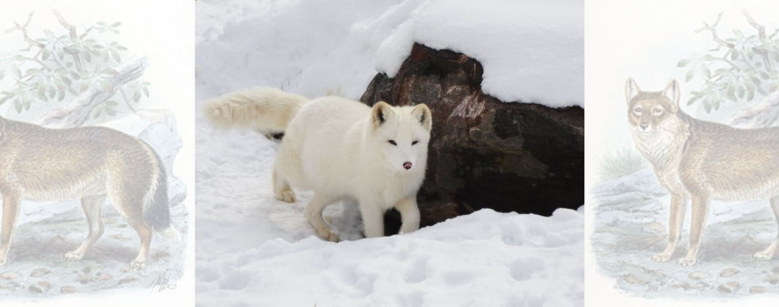 Loup des îles Malouines (Loup de l'Antarctique)