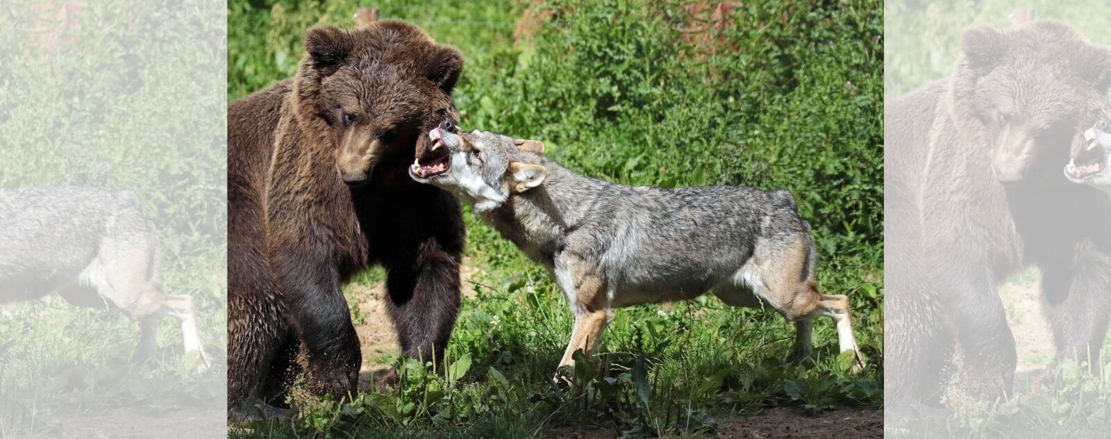 Loup qui Attaque un Ours