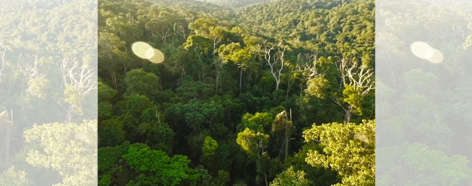 Lutte Contre le Déforestation - Green Peace