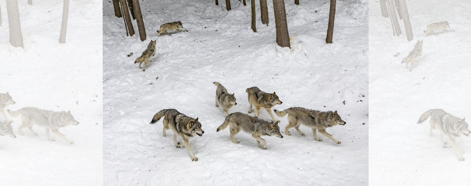 Meute de Loups qui Courent dans la Neige