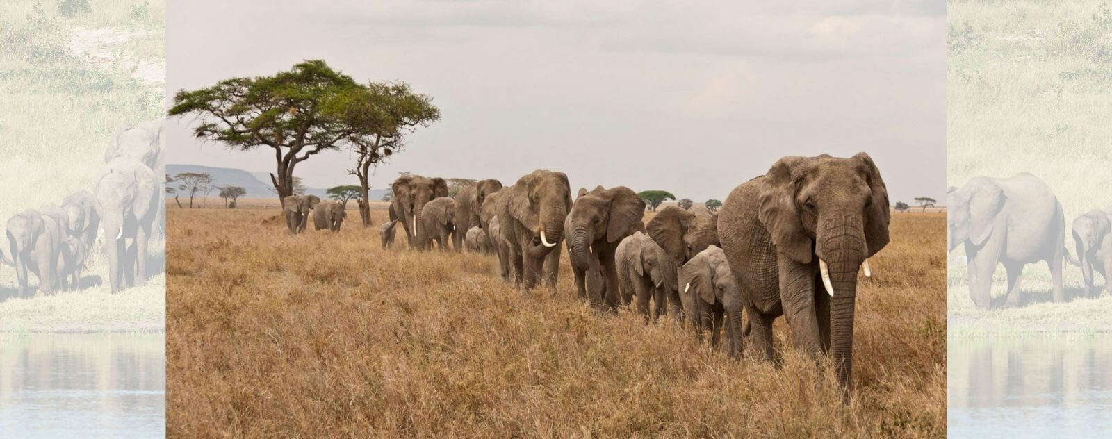 Migration d’Éléphants dans la Savane