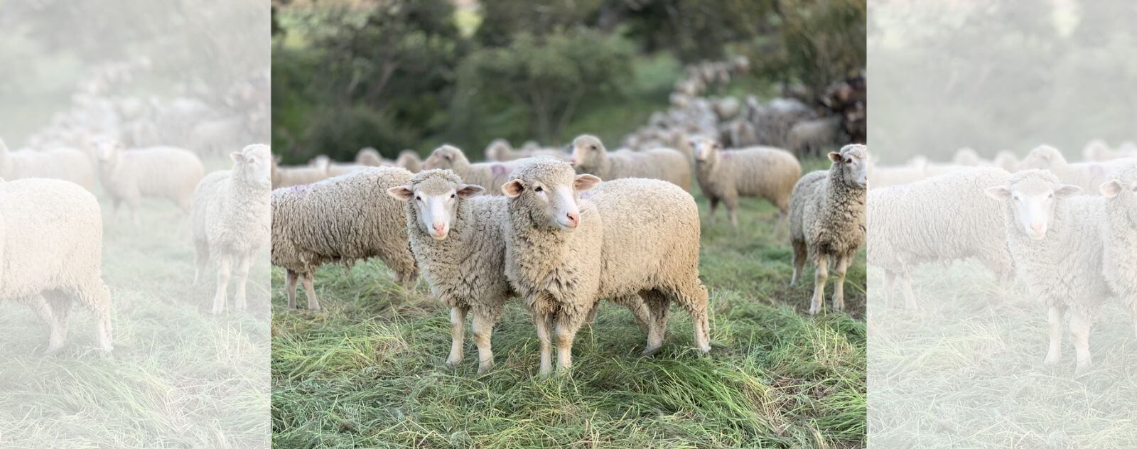 Mouton avec son Ami