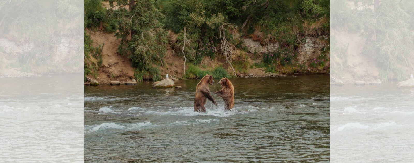 Ours Bruns qui se Battent dans une Rivière en Alaska