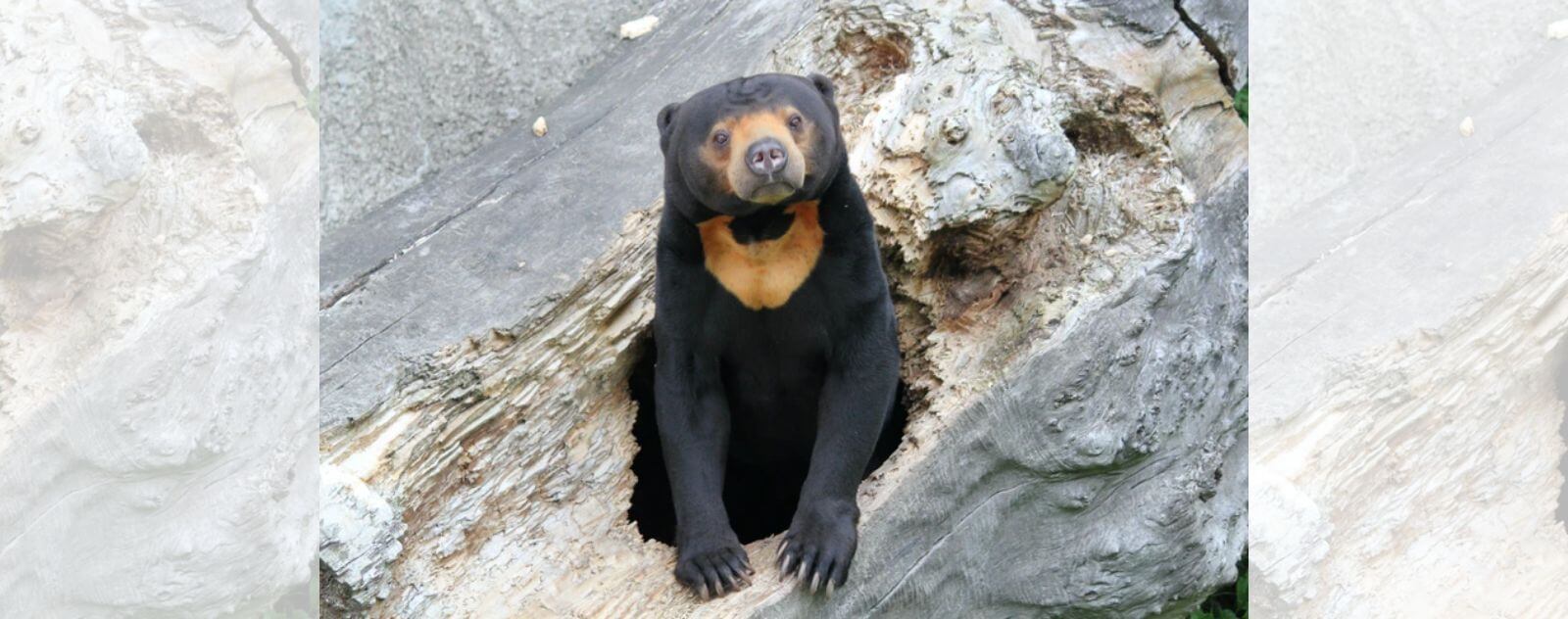 Ours Noir avec un Tache Blanche en V sur le Torse (Ours Malais)