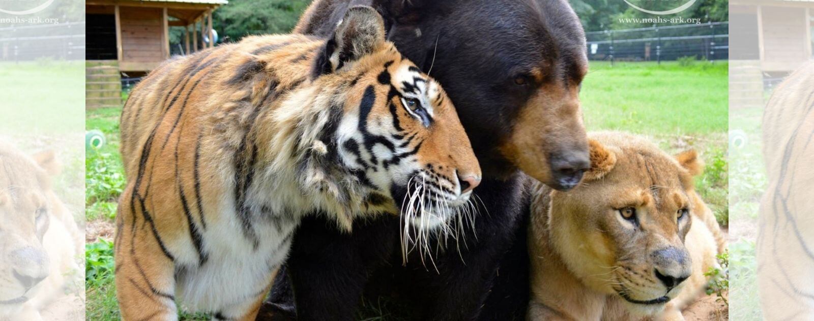 Ours d'Asie avec un Tigre et une Lionne