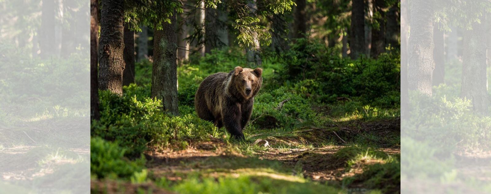Ours dans la Forêt au Canada