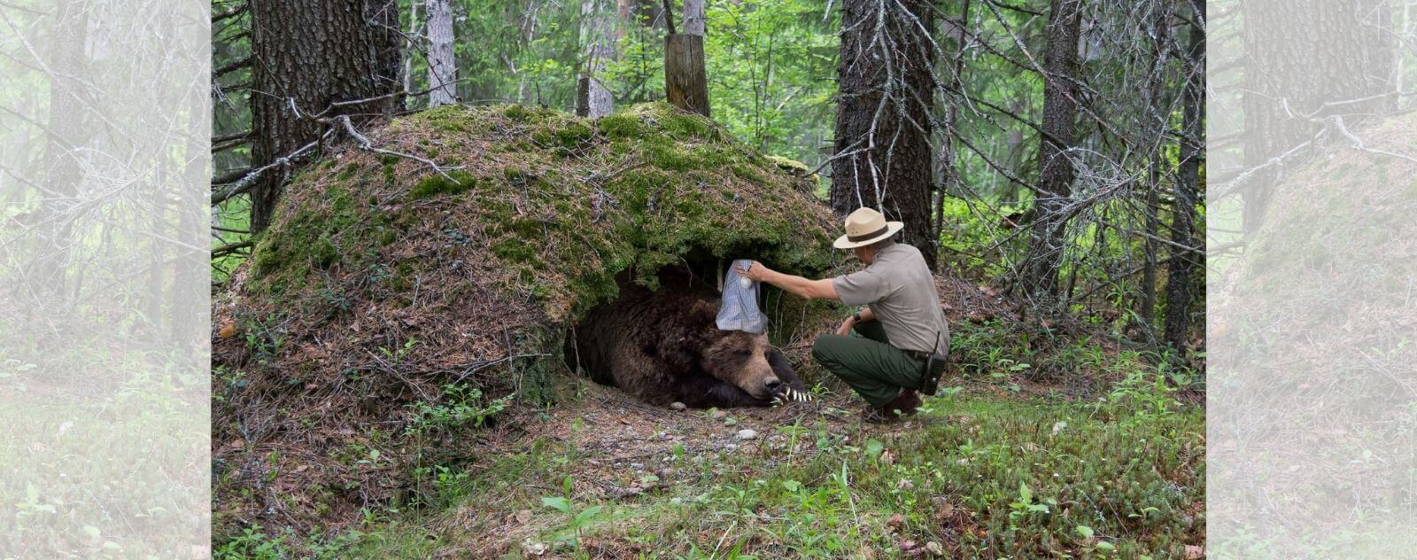 Ours qui Hiberne et Dort dans la Forêt