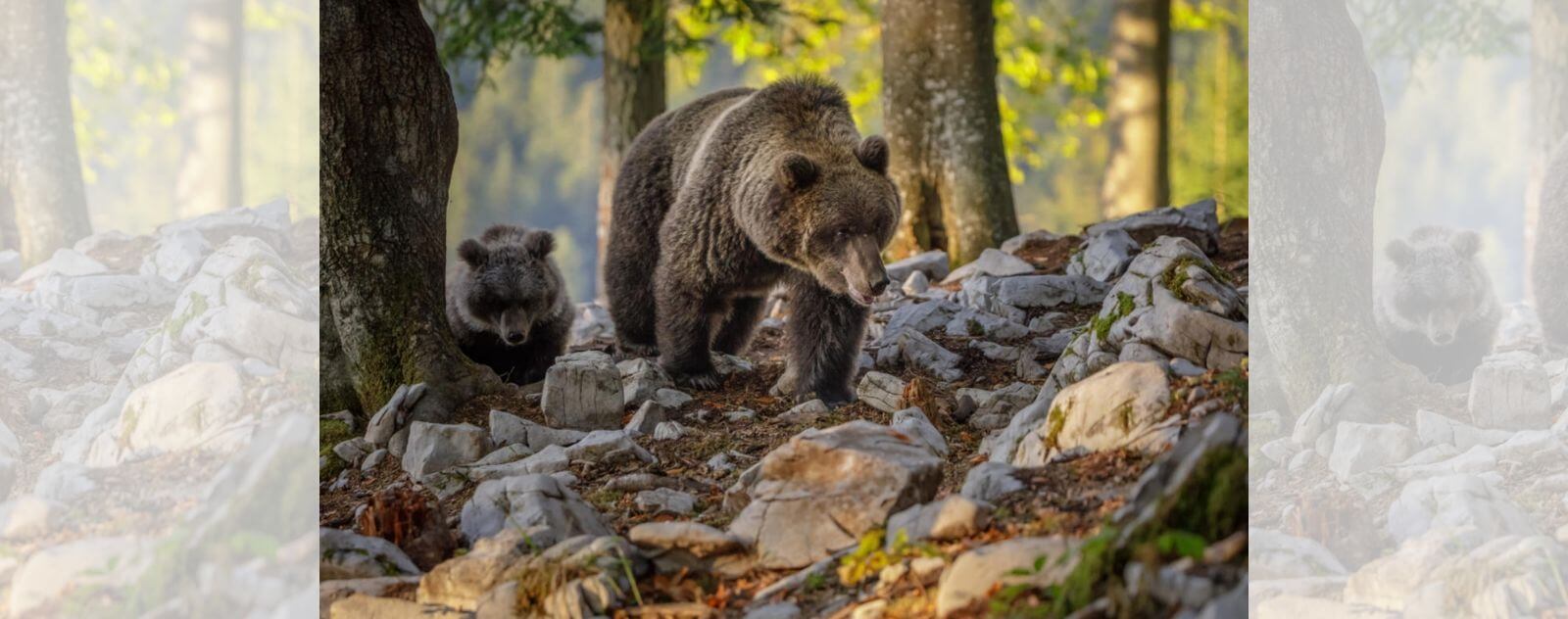 Ourson avec sa Maman Ours dans la Forêt qui Cherche à Manger