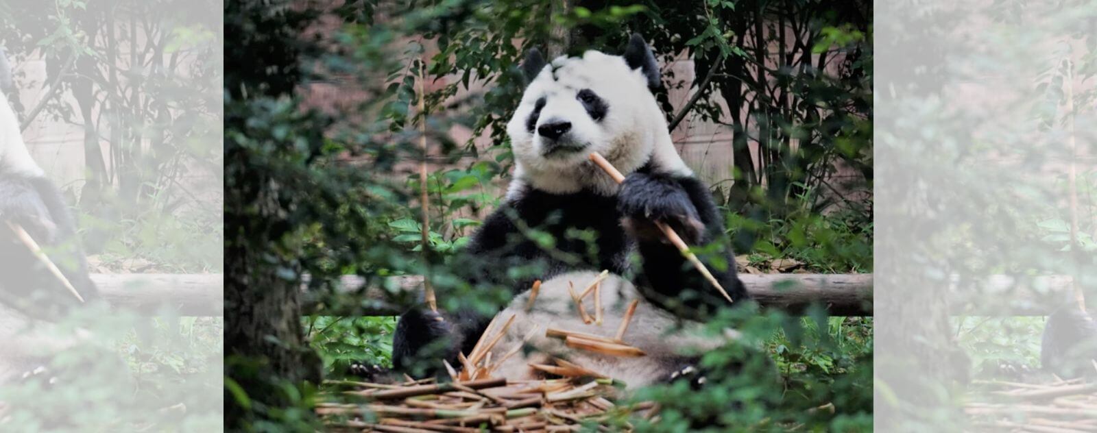 Panda Géant qui Mange du Bambou