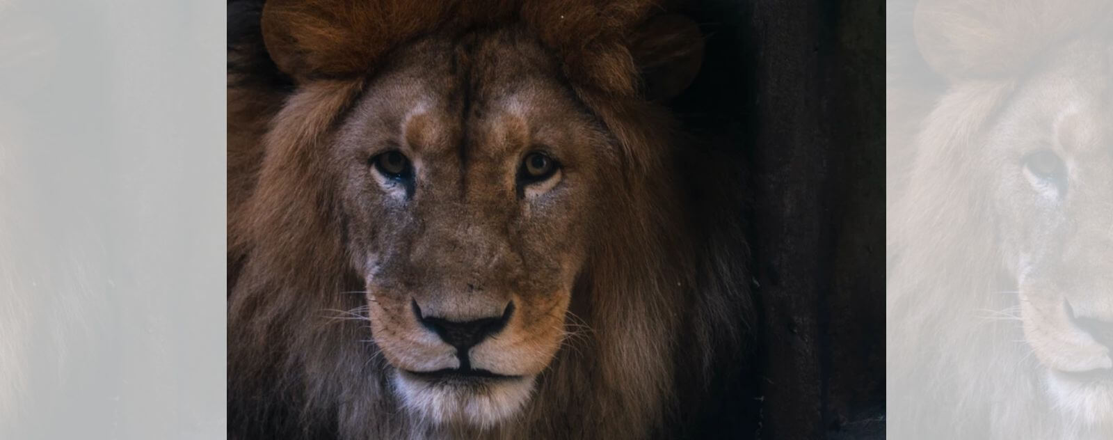 Panthera Leo (Tête d'un Lion)