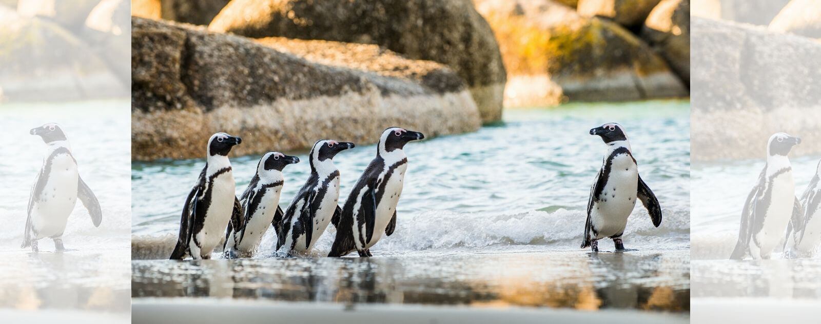 Pingouin Jackass