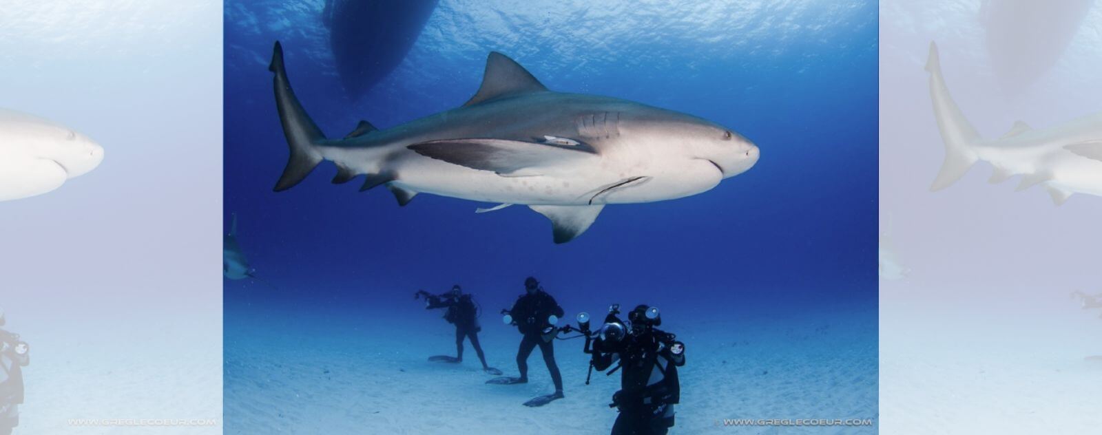 Requin Bouledogue avec des Plongeurs