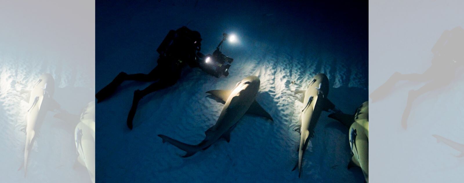 Requin qui Dort en Nageant pendant la Nuit