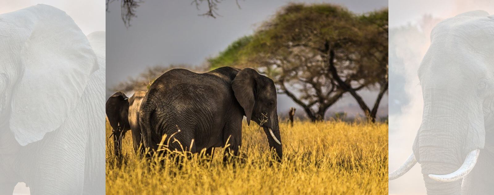 Sons des Éléphants à Basse Fréquence (Ultrasons)