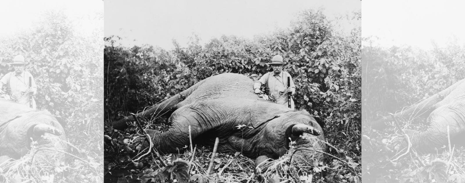 Theodore Roosevelt qui Chasse un Elephant