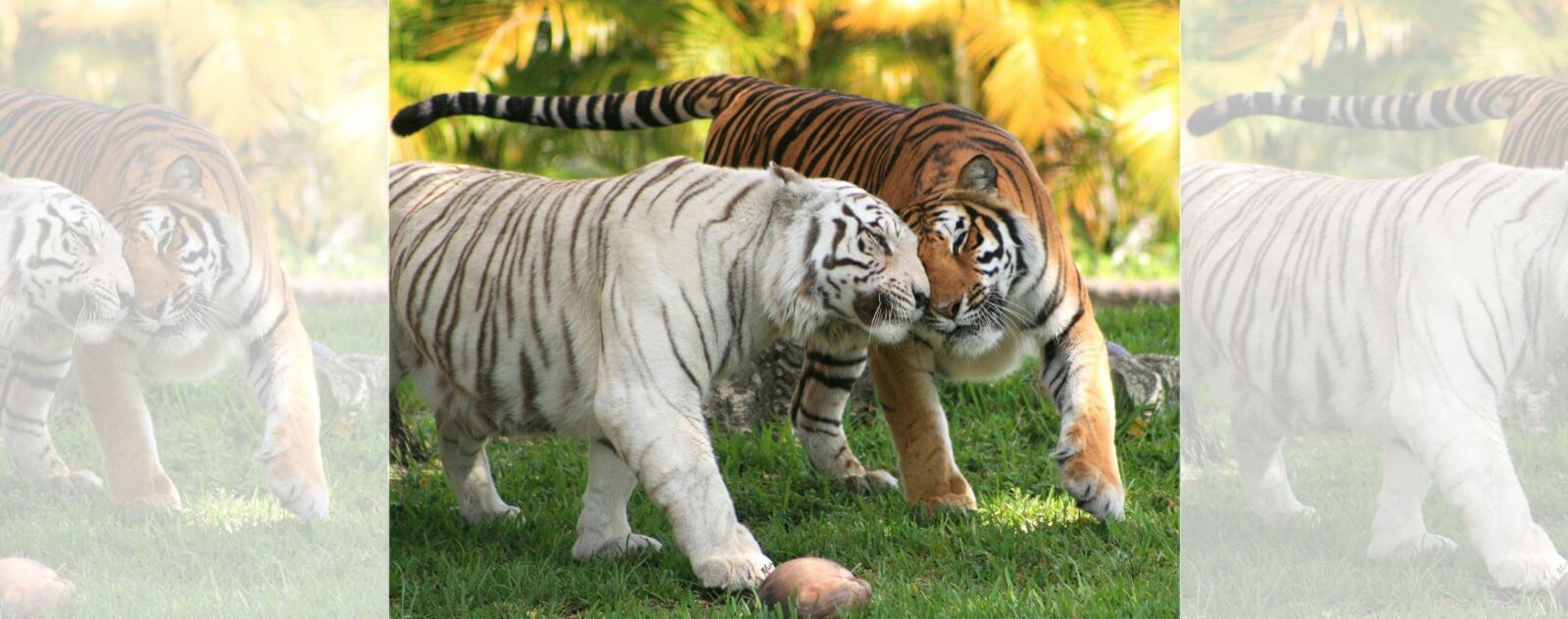 Tigre Blanc et Tigre du Bengale