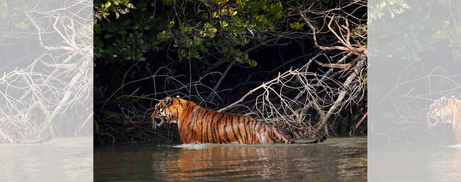 Tigre dans la Mangrove