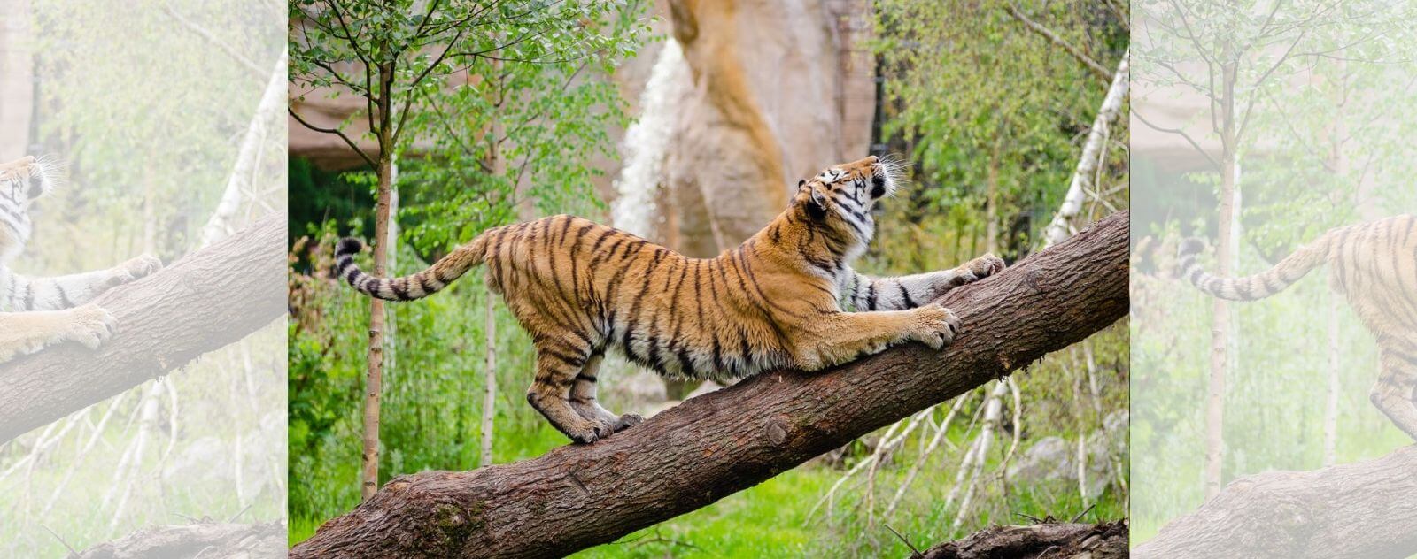 Tigre dans un Zoo