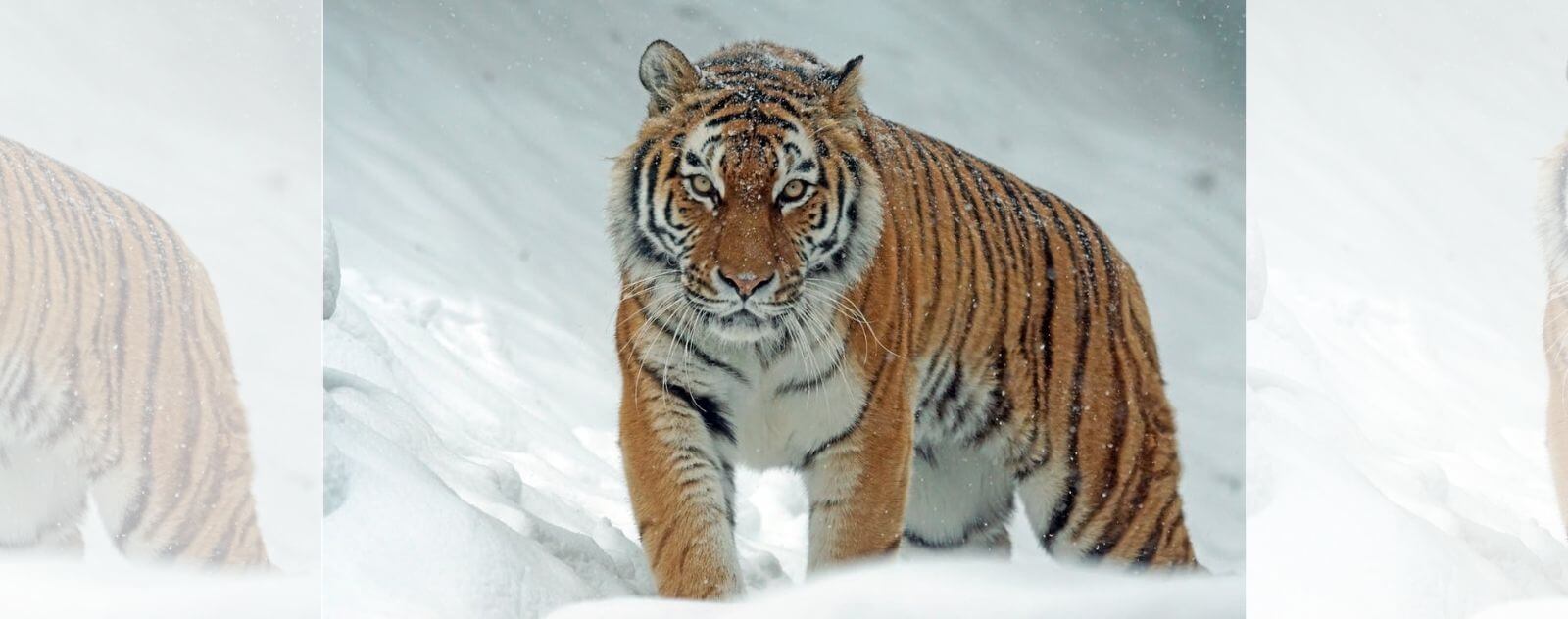 Tigre de Sibérie dans la Neige