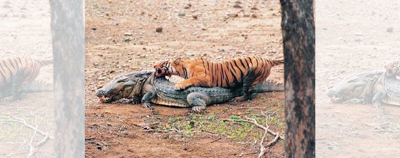 Tigre qui Chasse un Crocodile