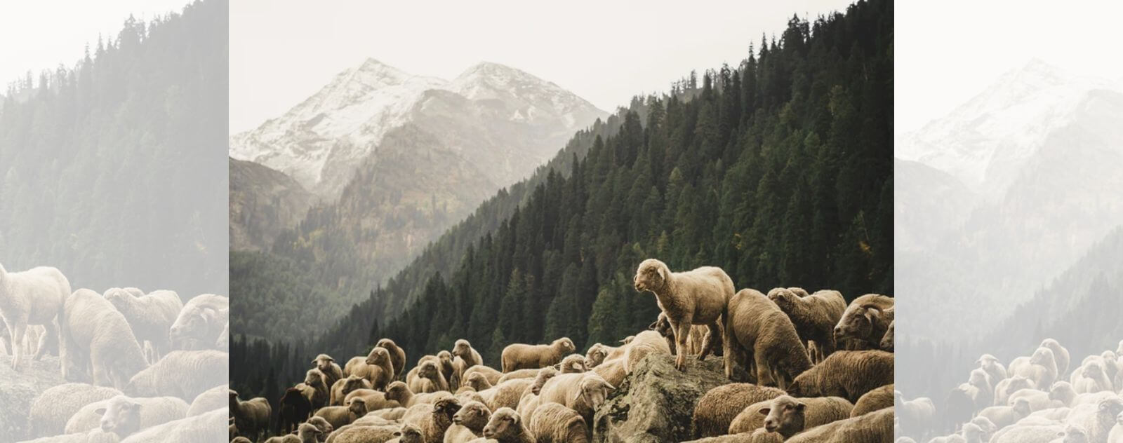 Troupeau de Mouton dans le Montagne