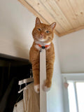 funny cats cats in trouble safe cat collars cat collars online india cat owners in india cat shoppping online