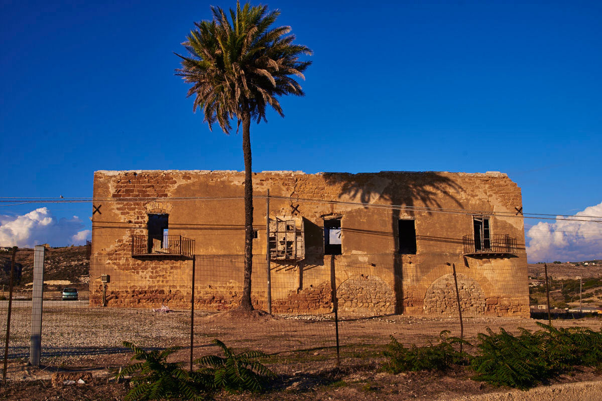 Palm Tree, Sicily Italy