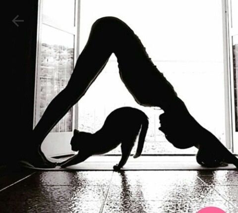 yoga with cat