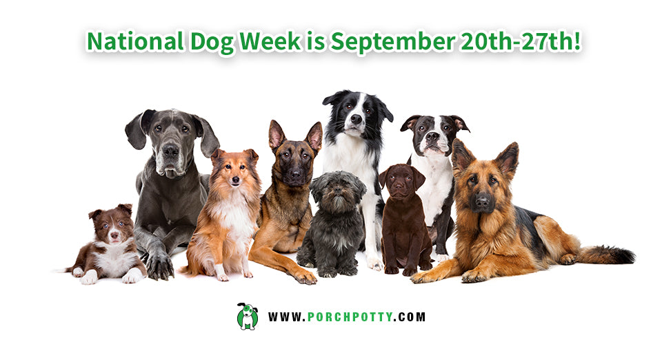 How to Raise Pet Care Awareness for National Dog Week Porch Potty USA