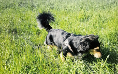 wenn es im Frühling juckt bei Hunden