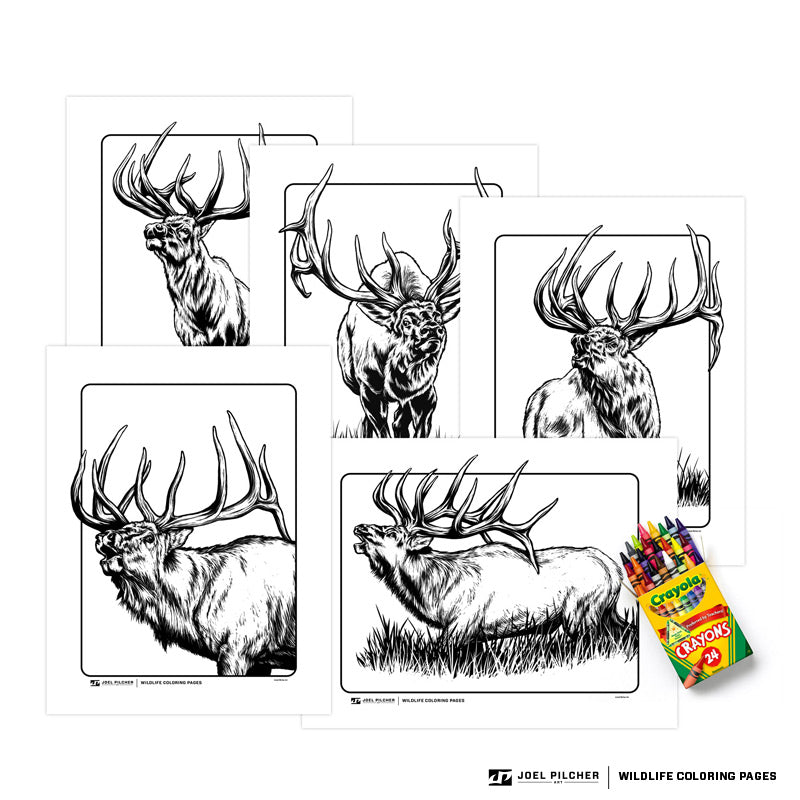 Wildlife Coloring Pages Elk And Mule Deer