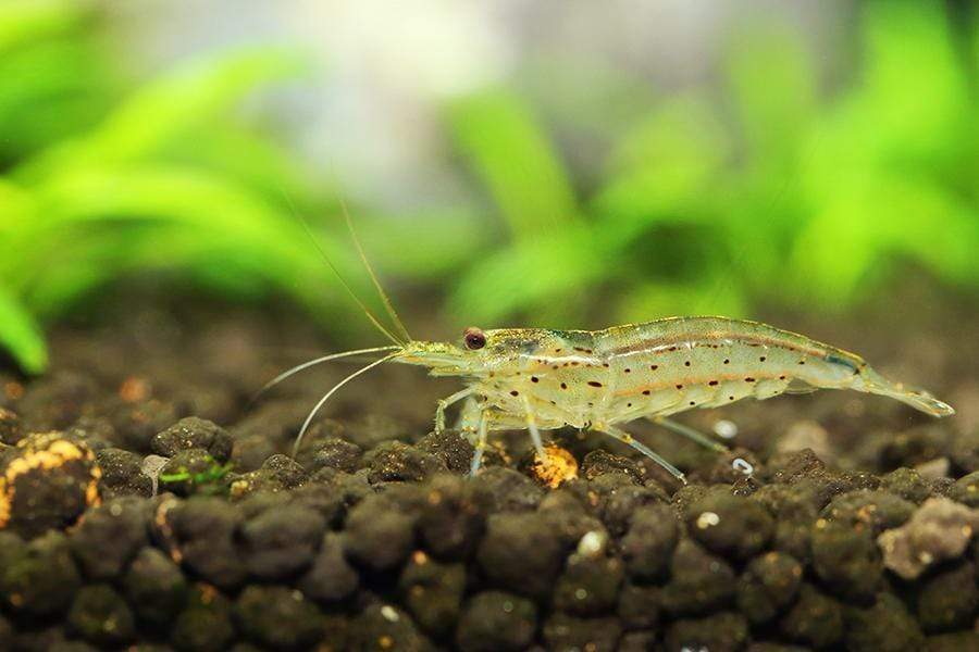 cherry shrimp algae