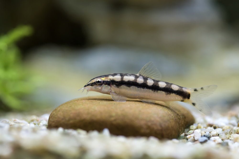 best loaches for eating snails