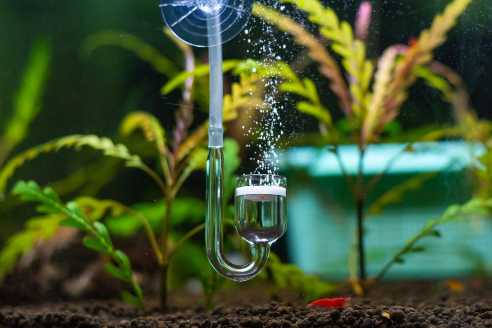 Planted Aquariums: What Does It Really Do Is It – Aquarium Co-Op