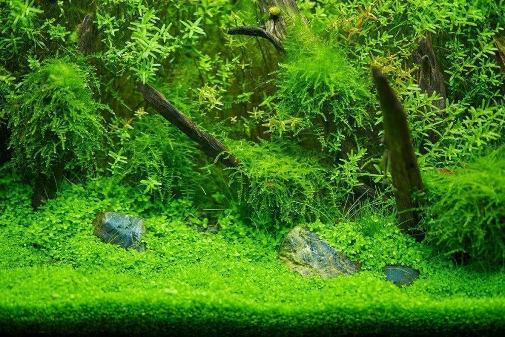 Aquarium Moss Wall - Aquariumia