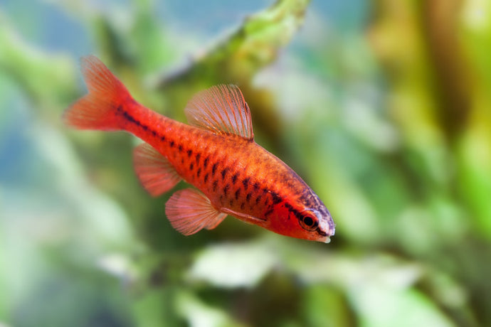 Care Guide for Cherry Barbs — Peaceful Barb for Community Tanks