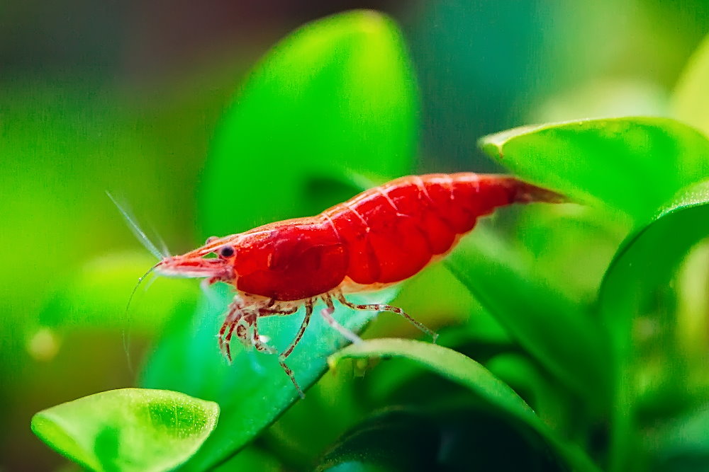 Care Guide for Cherry Shrimp — Setup, and Breeding Aquarium Co-Op
