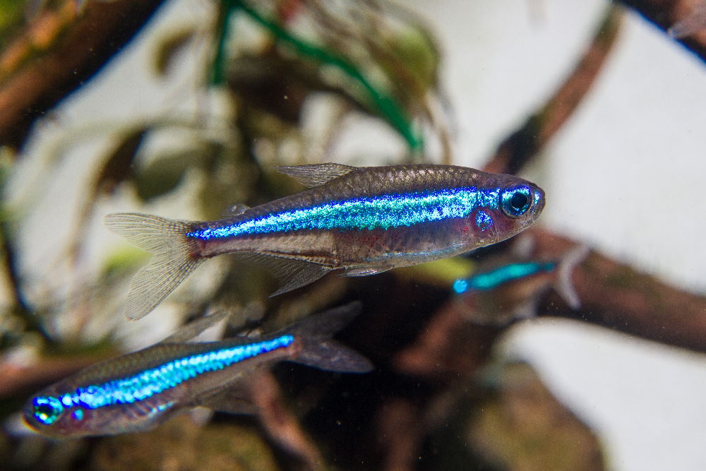 Verbonden Andere plaatsen oppakken Top 10 Stunning Nano Fish to Try in Your Next Small Aquarium – Aquarium  Co-Op