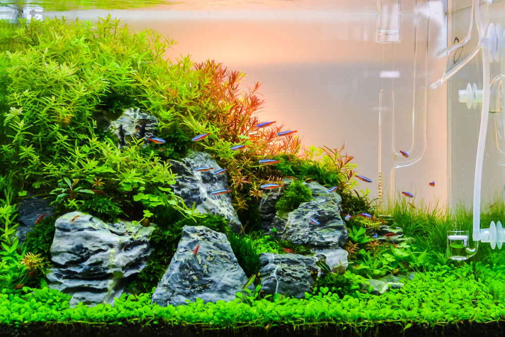 Waterig emmer censuur How to Set Up a CO2 System for Planted Aquariums the Easy Way – Aquarium  Co-Op