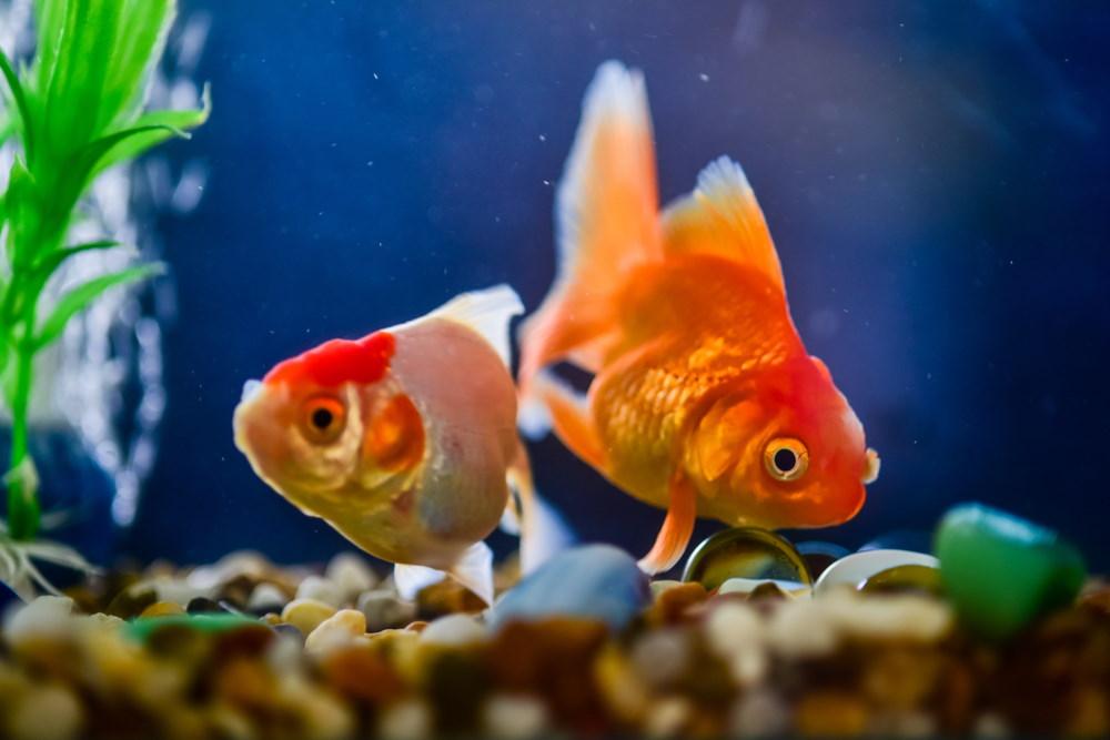 Peep krig indsats Freshwater Fish Tank Cycling: How to Prepare for New Fish – Aquarium Co-Op