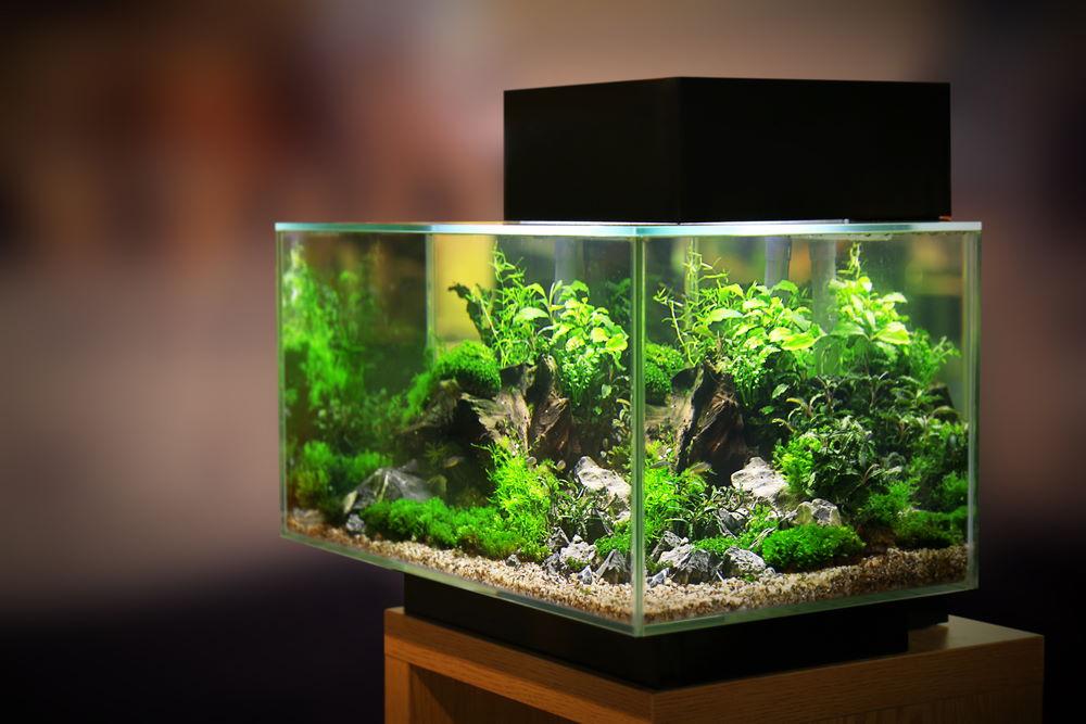 Ademen Ziek persoon rammelaar How to Pick the Best Light for Freshwater Planted Aquariums – Aquarium Co-Op