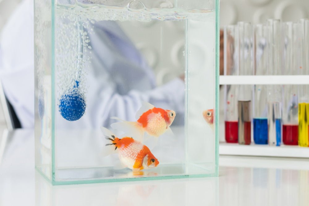 How to Quarantine New or Sick Aquarium Fish the Easy Way
– Aquarium Co-Op