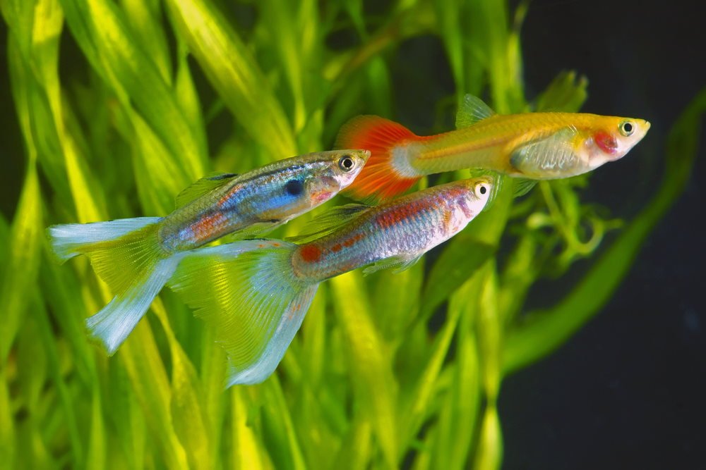 guppy fish eggs in tank