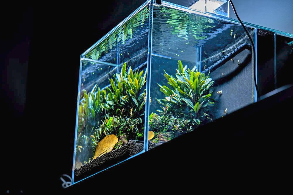 Ewell Kinderrijmpjes gebouw How to Optimize an Aquarium Filter (and Save Money in the Long Run) –  Aquarium Co-Op